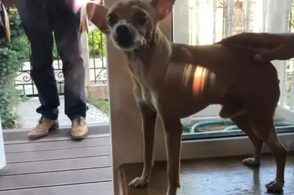 Найдена собака, Москва, фото: Найден бездомный кобель в Первомайском поселении, Москва