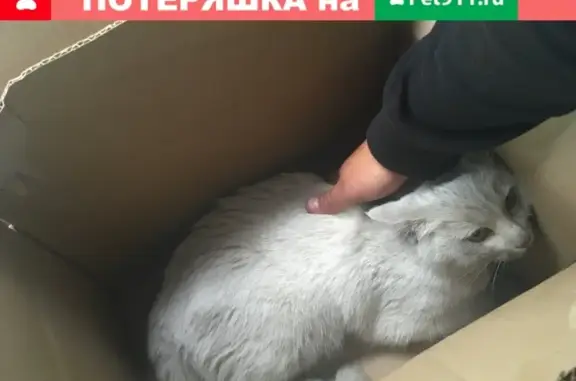 Найдена кошка в СПб, Петроградский район