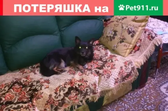 Пропала собака Сима в Пятигорске, черная с белым пятнышком на груди.