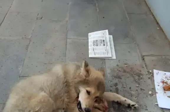 Найден щенок с ошейником на ул. Журналистов 30 в Казани