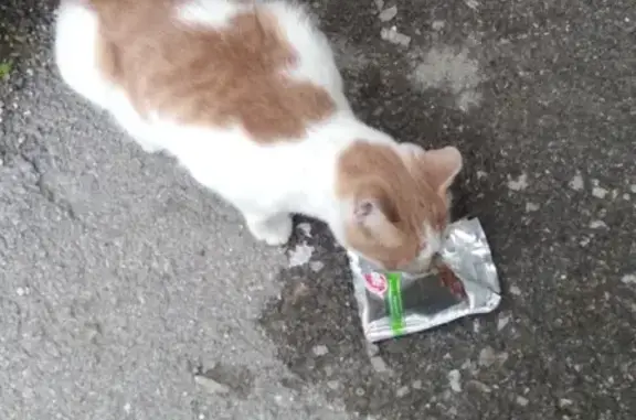 Найдена кошка на ул. Крауля, 93