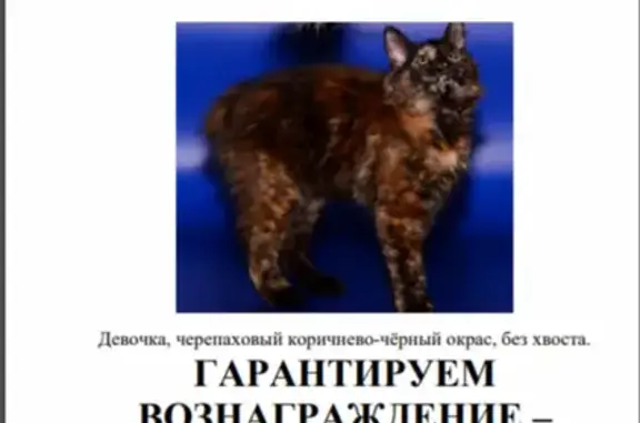 Пропала темнокоричневая кошка без хвоста в Химках, вознаграждение 30000 руб.