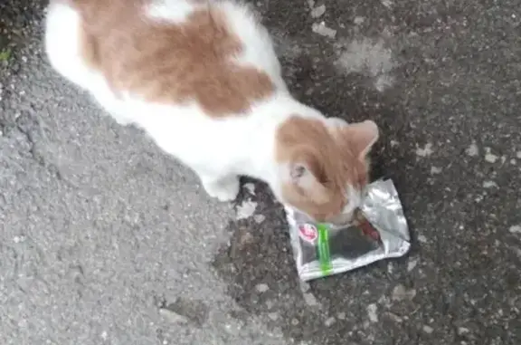 Найден кот на ул. Крауля, 93 в Екатеринбурге