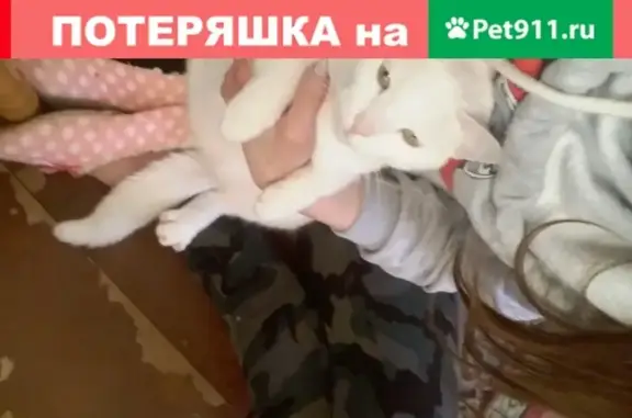 Пропала белая кошка в Чехове, 8-я Заречная улица, 20