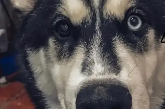 Пропала собака хаски по адресу в Новосибирске