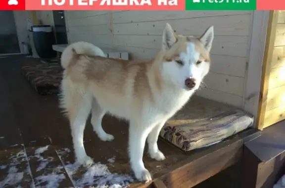 Собаки потеряшки, Булычевский сельсовет, фото: Потеряшка собака в Любятино, Пензенская область