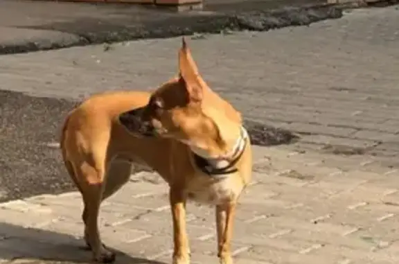 Найдена собака девочка в Одинцово