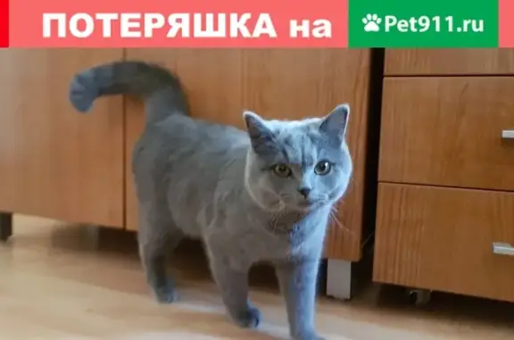 Найден молодой британский кот на ул. Гаражной 81/3 в Краснодаре