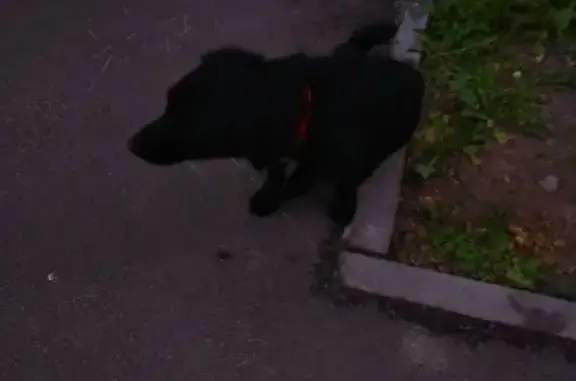 Пропала собака на Краснодонцев 11, Череповец