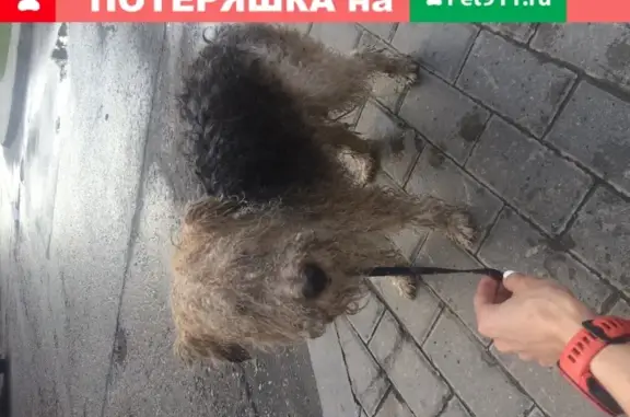 Собака Фокс-терьер найдена в Красногорске на улице Дежнёва, 11.