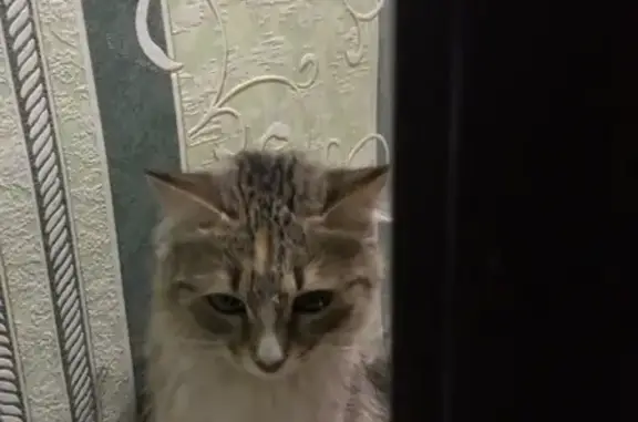 Найдена кошка на Комсомольской 26 в Уфе