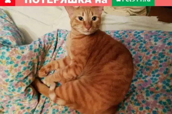 Кошки потеряшки, Дзержинск, фото: Потеряшка кот на ул. Буревестника, Нижний Новгород, 12 июня [id218050359|Эльвира Синяева]