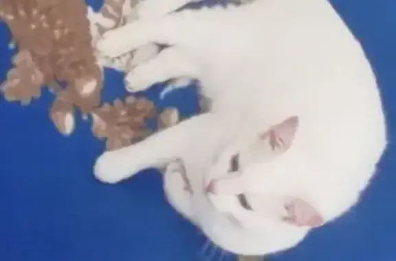 Пропал белый кот в деревне Иваново, Россия