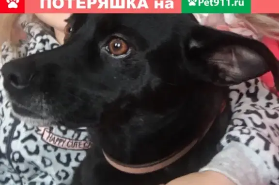 Пропала собака Шума в Коченёво