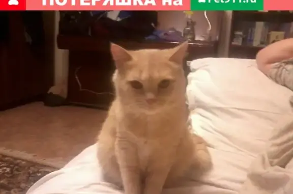 Кошки потеряшки, Тамбов, фото: Потеряшка кошка Муся на ул. Пионерской 13 (Астраханка)