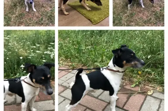 Найдена собака на Чкалова-Фрунзе, Жуковский