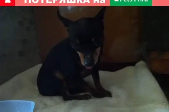 Найдена собака на ул. Карла-Маркса, Саратовская обл.