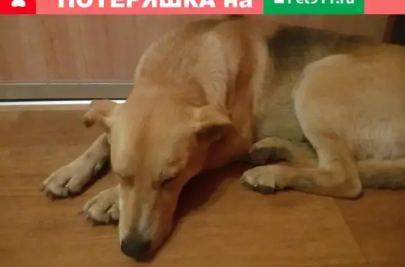 Найдена собака в Йошкар-Оле, Республика Марий Эл