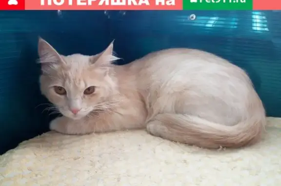 Найден молодой котик в Тенистом, Воронеж: нужен дом!