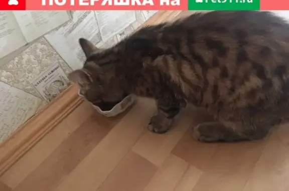 Найден кот на Волгоградской 49а, ищу хозяев