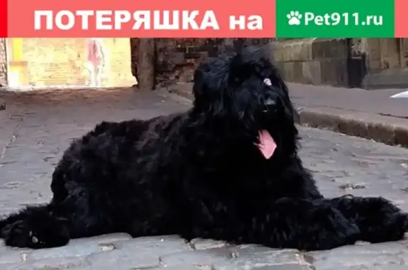 Пропала собака в СНТ Поркузи, вознаграждение