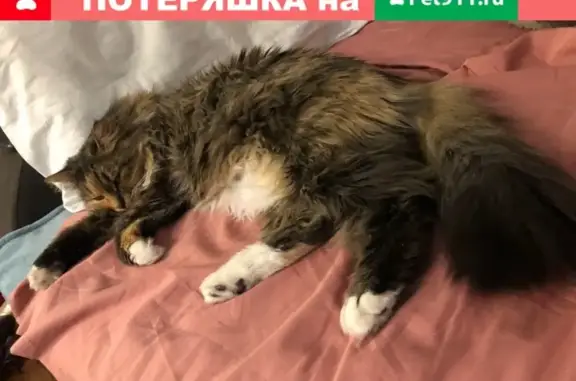 Пропала кошка на Ярославском шоссе, Москва - помогите найти!