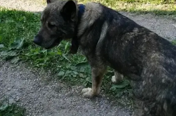 Найден старый пёс в Борском направлении