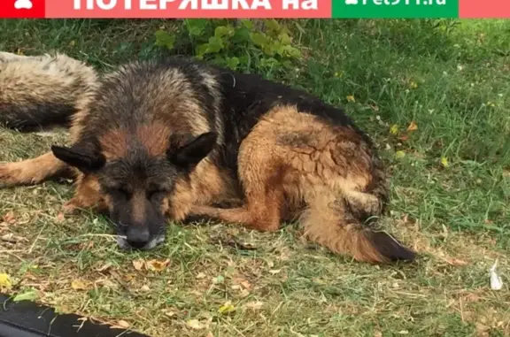 Собака без ошейника прибилась к дворовым собакам в Ямкино