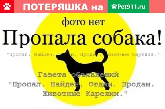 Пропала собака в Петрозаводске, район Древлянка