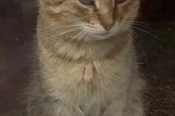 Пропал кот Матрос в Коммунальнике, Иркутская область
