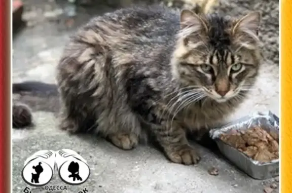 Найден кот в Одессе, ищем хозяина!