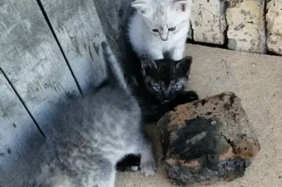 Кошка с котятами на улице в Назарово