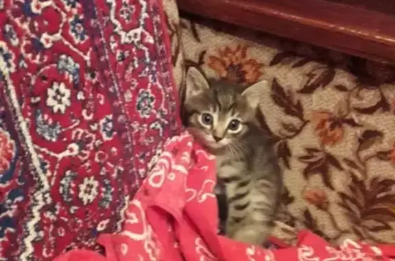 Найдена кошка в Домодедово, нужен приют ‼