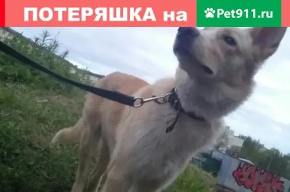 Пропала собака в Районе Аскольдовцев 45, Мурманск!