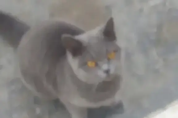 Пропала британская кошка на Алексеева 27, Красноярск
