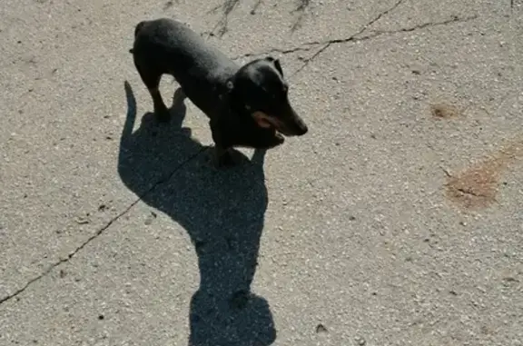 Найдена собака в Калуге #потеряшки_калуга