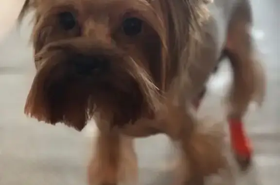 Собаки потеряшки, Тверь, фото: Потеряшка собака в с. Рождествено, Калининский р-он, йоркширский терьер по кличке Ева.