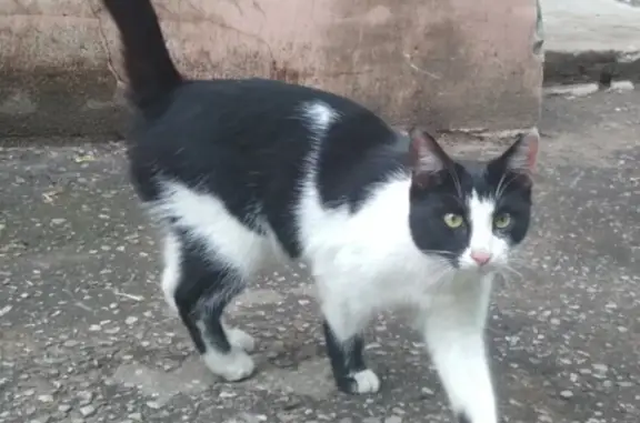 Найден домашний кот в районе Красноармейская/Либкнехта, ищем хозяев!