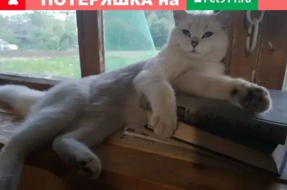 Пропала британская кошка в Первомайском районе Нижегородской области