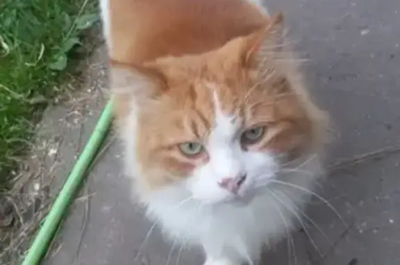 Пропал кот на улице Ключевой в Нелидово