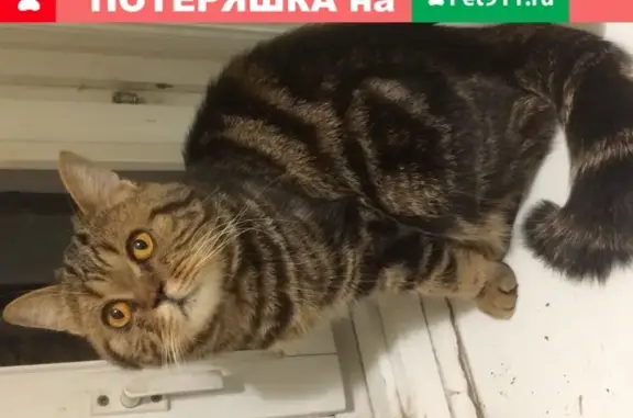 Найден кот на ул. Солидарности, Дербышки, Казань