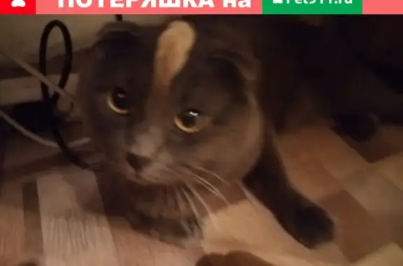 Найден вислоухий кот в Барнауле