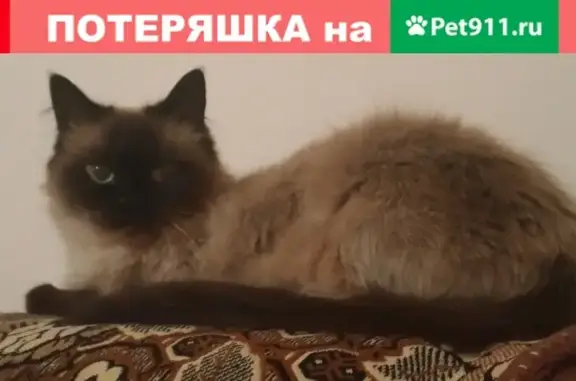 Пропала кошка на ул. Апрельская, Краснодар