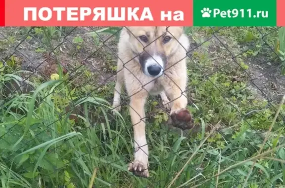 Найдена собака в Тверской области, СНТ Прогресс, ищем владельцев.