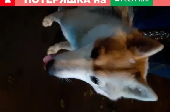 Найдена собака Беговая хаски на Угличской улице
