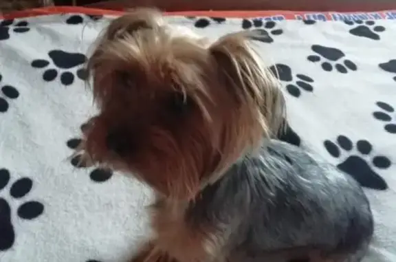 Пропала собачка Йорк в Звягинках, нуждается в лечении.