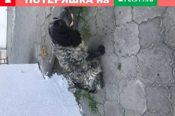 Собака найдена на ул. Хворостянского, 15 в Новороссийске.