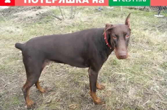 Пропала собака в Балашихе-1, Московская область: доберман Грета.
