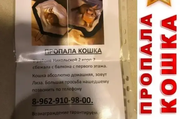 Пропала абиссинская кошка Лиза в Ромашково