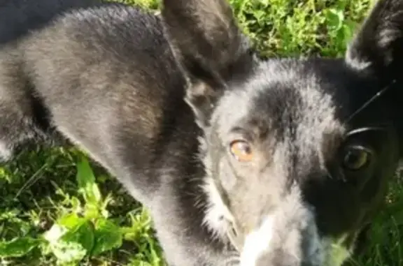 Маленький пес в ошейнике найден в Новосибирске